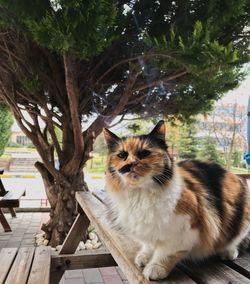 Portrait of cat sitting on wood against trees