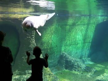 Rear view of silhouette children looking at seal swimming in tank at zoo