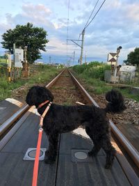 Dog on railroad track against sky