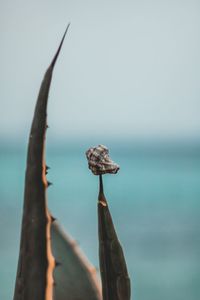 Close-up of plant against sea