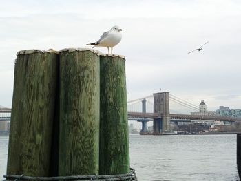 Seagull perching on pier