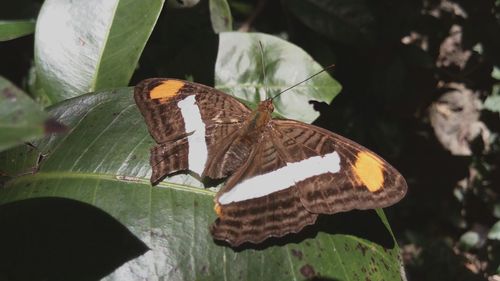 Close-up of butterfly perching on plant