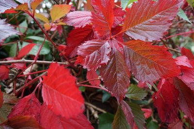 Close-up of red maple leaves