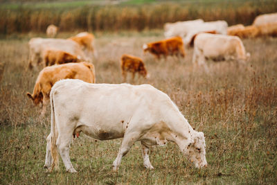 Cows in the field