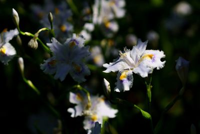 Close-up of white flowers