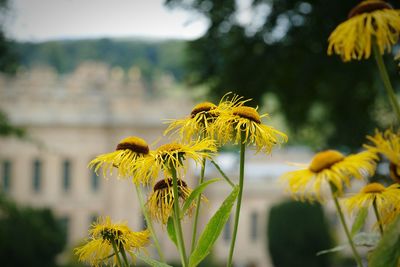 Close-up of yellow flower blooming outdoors