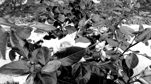 Low angle view of flowers growing on tree