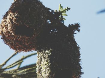 Low angle view of lizard on tree against clear sky