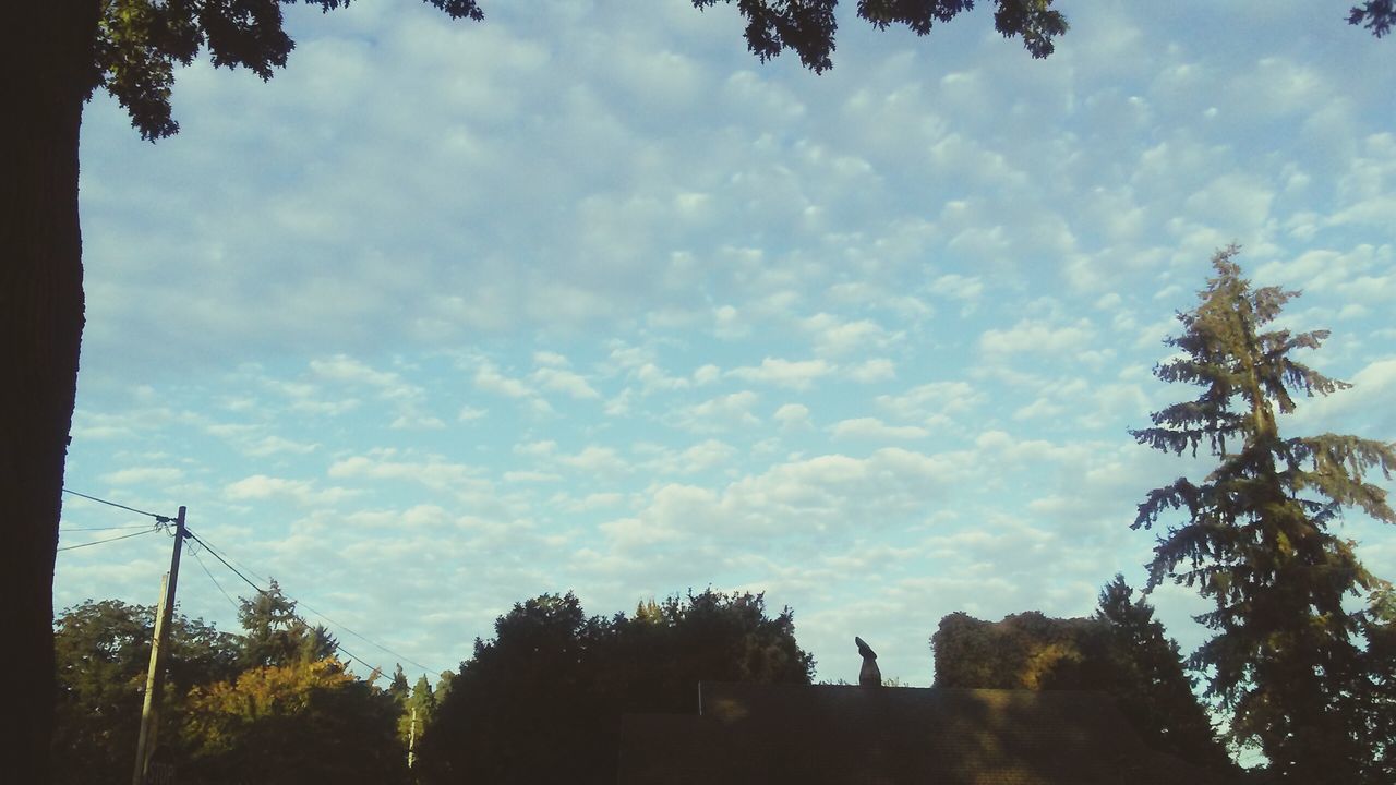 LOW ANGLE VIEW OF TREES AGAINST SKY