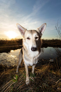 Portrait of dog on field against sky during sunset