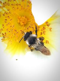 Close-up of honey bee on yellow flower