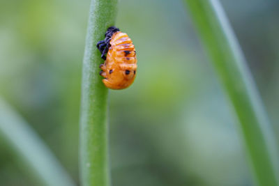 Close-up of ladybug on leaf