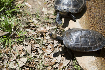 Yellow-spotted amazon turtle podocnemis unifilis climbing out of a pond