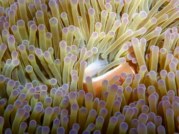 Pink anemonefish in anemone, koh tao and koh nang yuan island, thailand