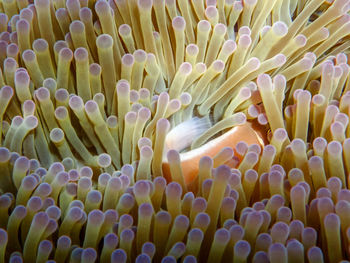 Close-up of coral in sea