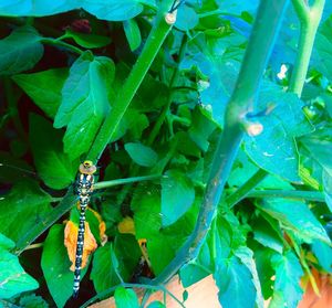 Close-up of insect on plant