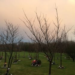 Grass and trees against sky