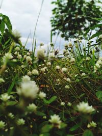 Close-up of flowering plants on field