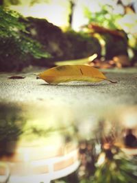 Close-up of maple leaf on tree