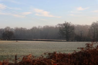 Bare trees on snow covered land against sky