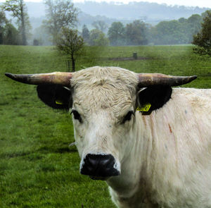 Portrait of a horse on field