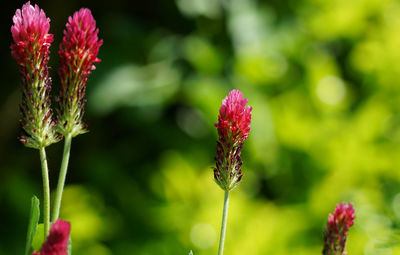 Close-up of pink flowering plant