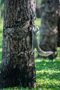 Squirrel on tree trunk