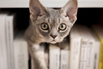 Close-up portrait of cat sitting on book in shelf at home