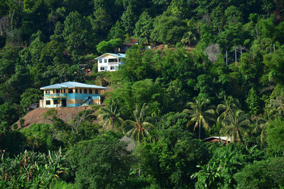 House amidst trees and plants in forest