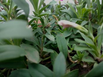 Close-up of fresh green plants