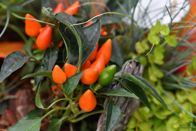 Close-up of orange leaves