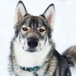 Close-up portrait of dog on snow