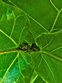 High angle view of insect on leaf