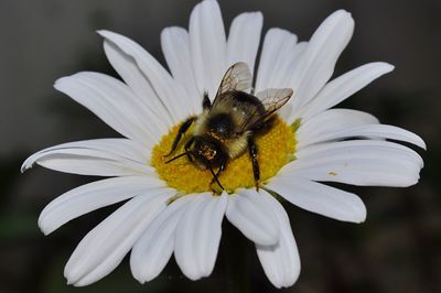 Close-up of bee on white flower