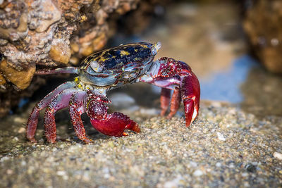 Close-up of crab on rock