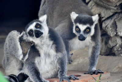 Lemur with striped tale in zoo