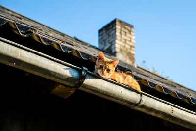 Low angle view of cat on roof against sky