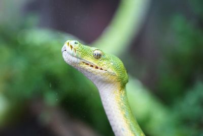 Close-up of green constrictor snake on tree