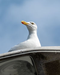 Low angle view of seagull