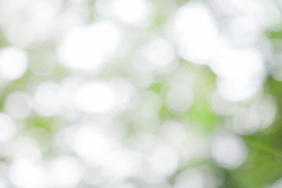 Close-up of white flowering plants