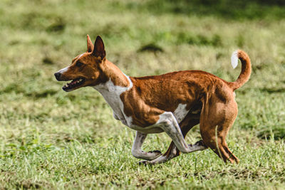 Portrait of dog running on field