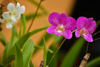 Close-up of flowers blooming outdoors