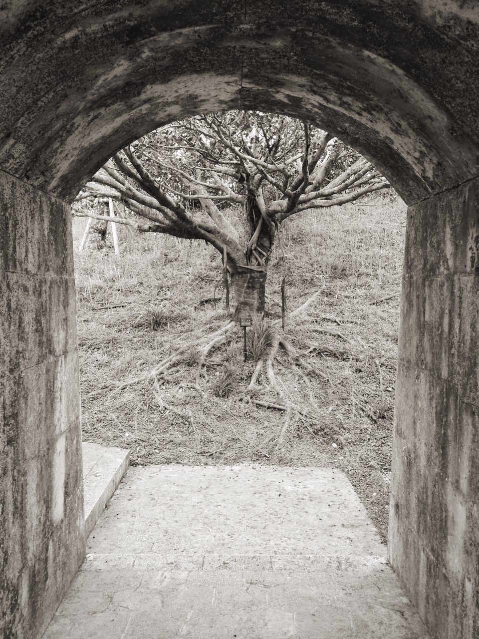 tree, arch, day, built structure, tree trunk, architecture, nature, field, grass, old, sunlight, no people, tranquility, animal themes, wood - material, stone wall, outdoors, history, landscape