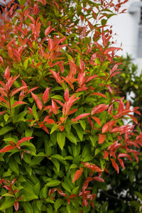 Close-up of red flowering plant