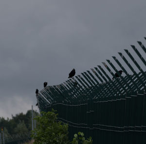 Low angle view of birds perching on building against sky