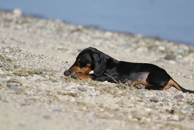 Black dog lying on sand