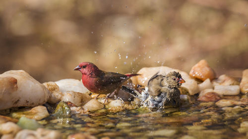 View of duck swimming in lake