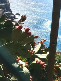 Close-up of succulent plant in sea