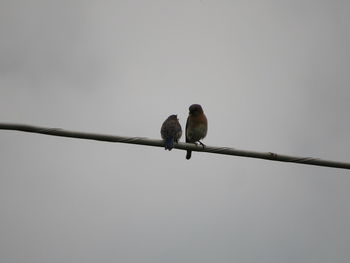 Low angle view of birds perching on cable against sky