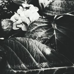 Close-up of butterfly on leaves